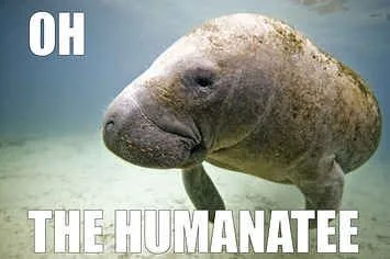 manatee meme