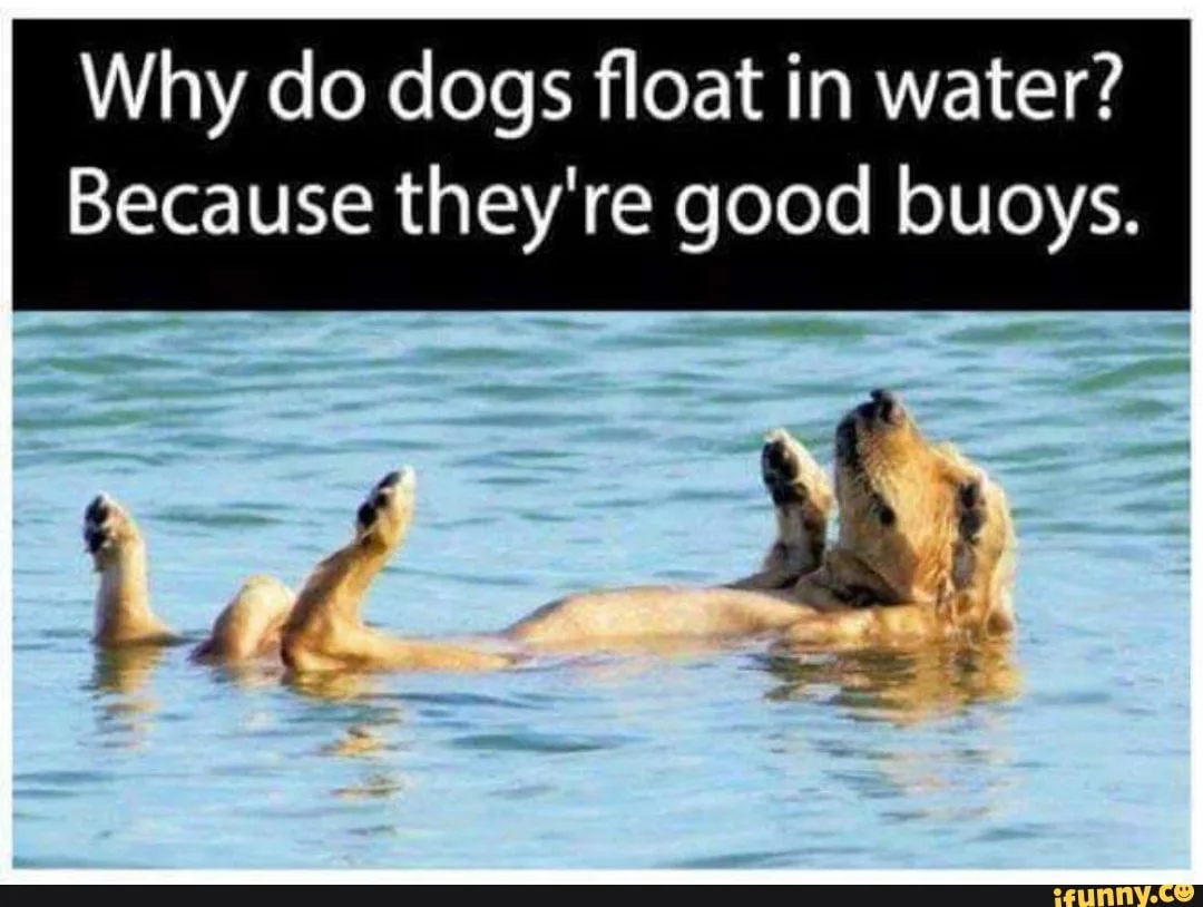 dog meme