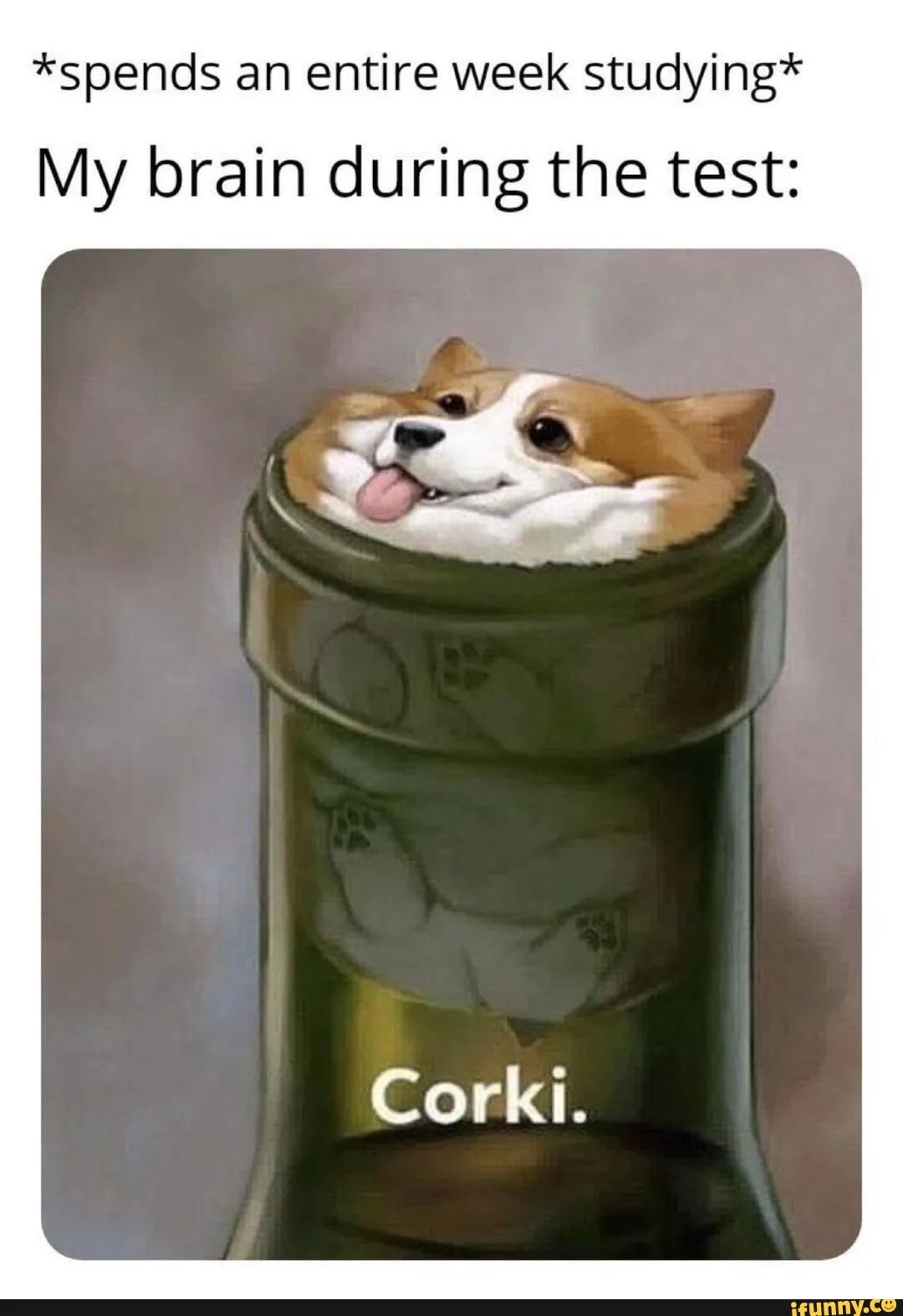 corgi meme