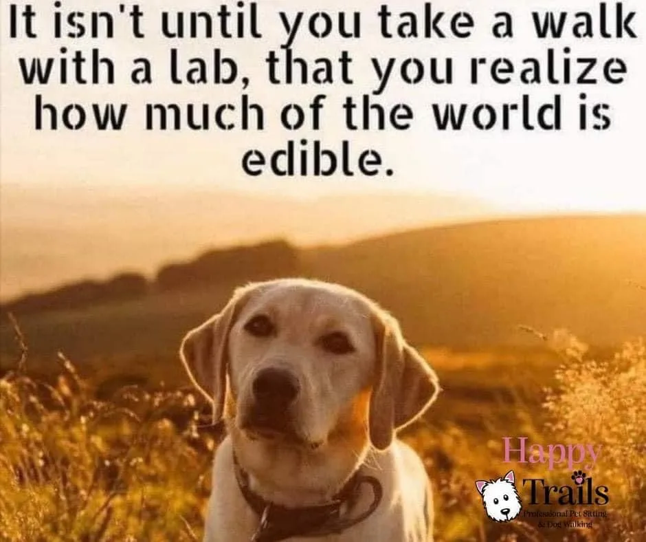 labrador meme