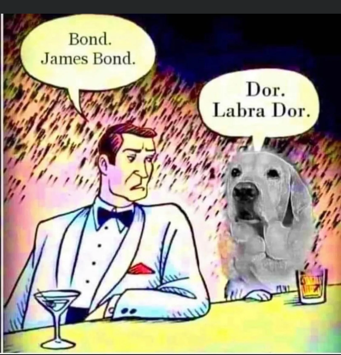 labrador meme