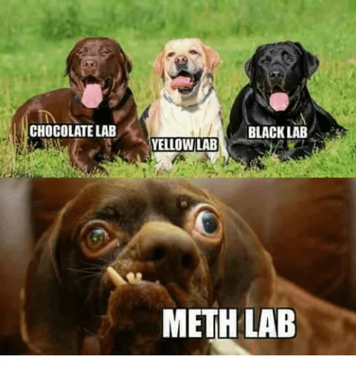 labrador meme
