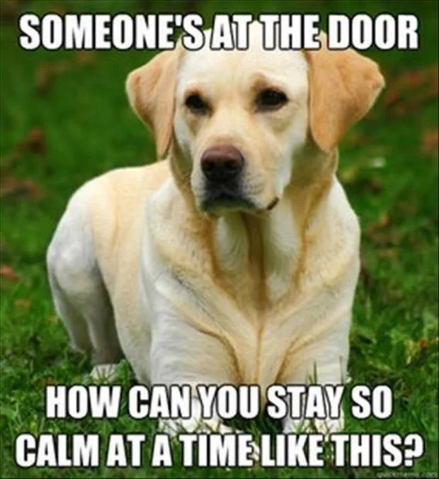 labrador meme