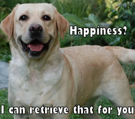 labrador meme