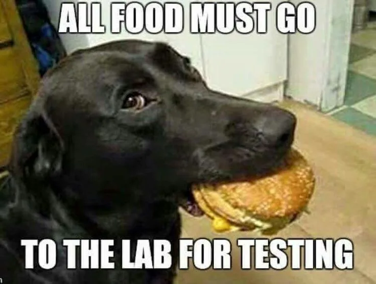 Yellow Lab meme