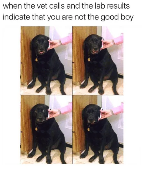 labrador meme