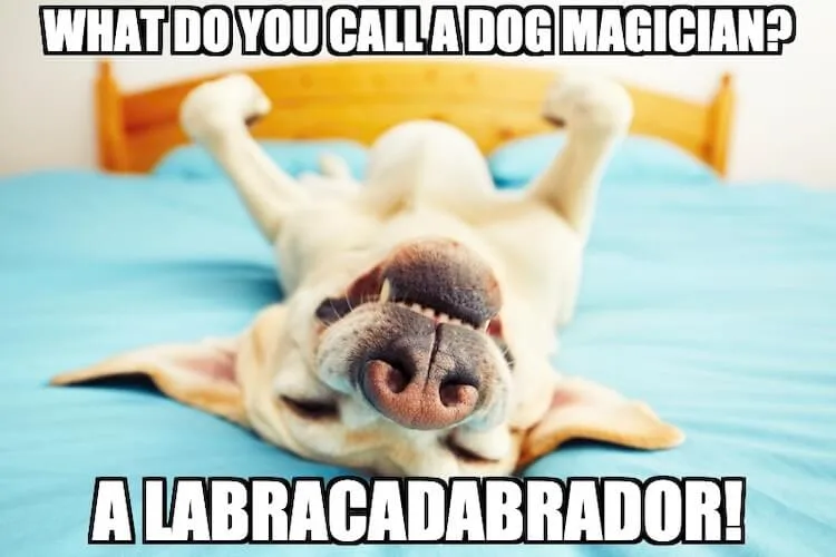 labrador meme