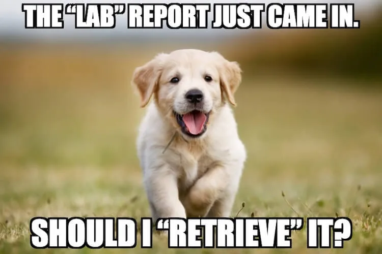 labrador meme