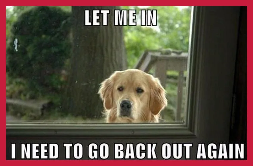 labrador meme