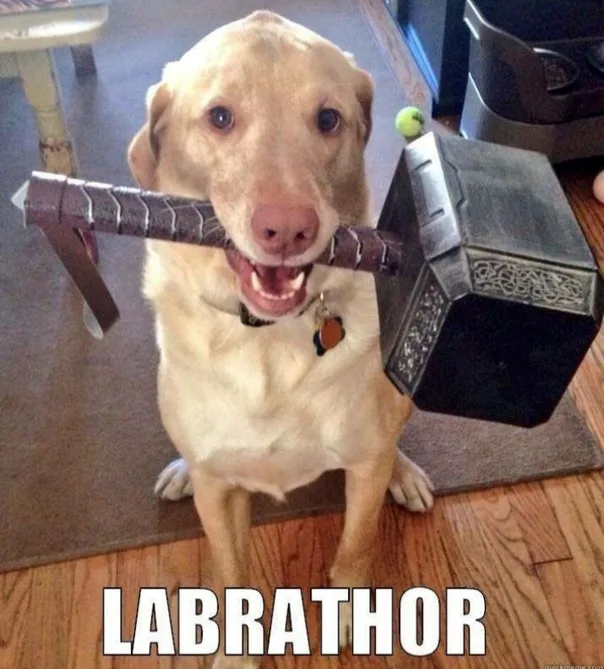 labrador meme