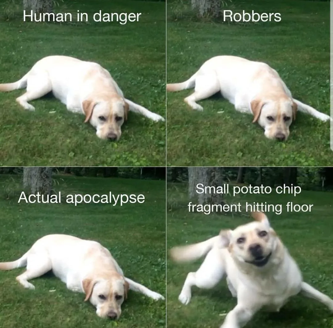 labrador meme