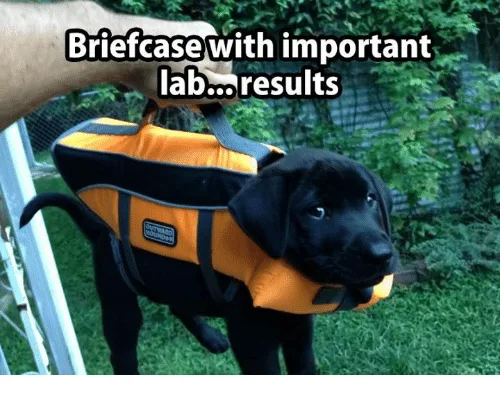 labrador meme