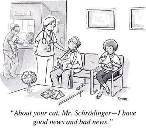 cat meme