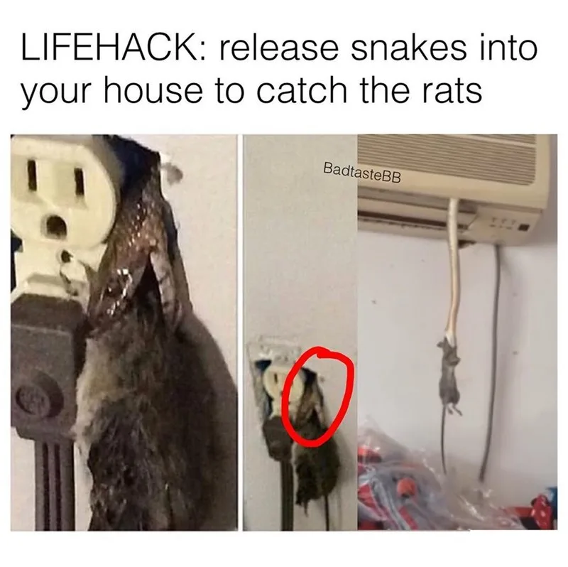 rat meme