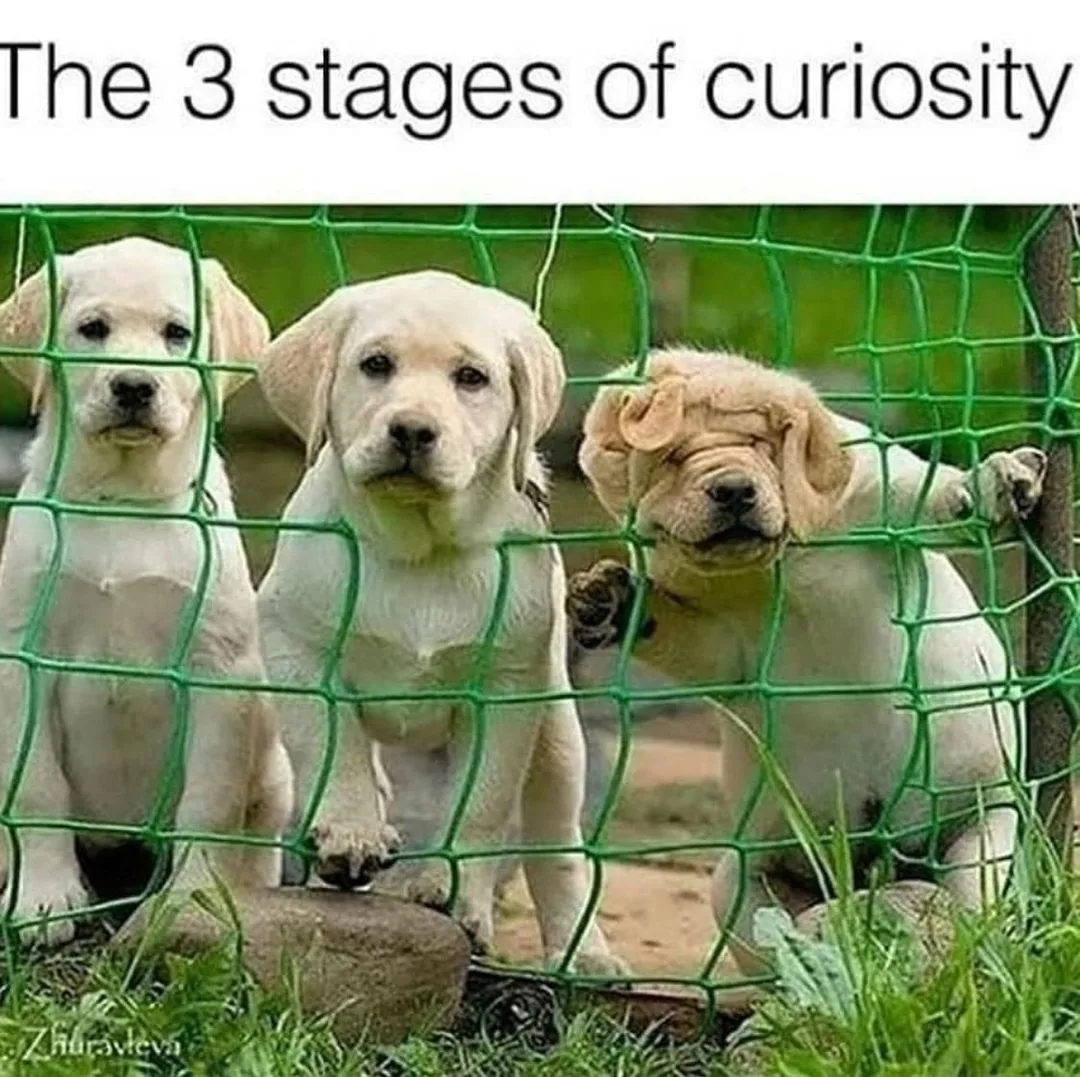 curiosity meme