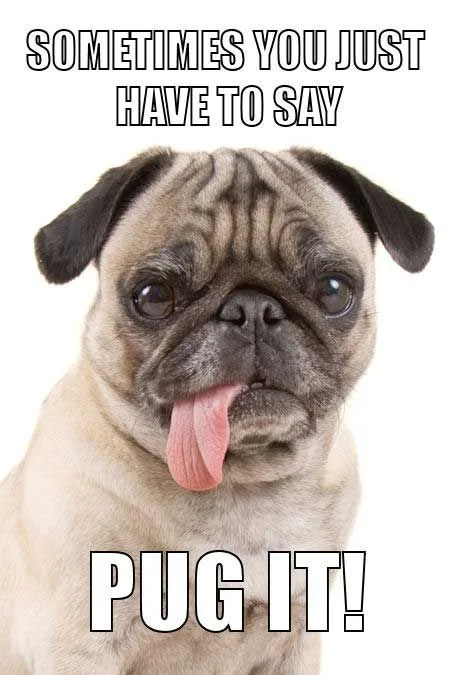 pug meme