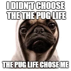 pug meme