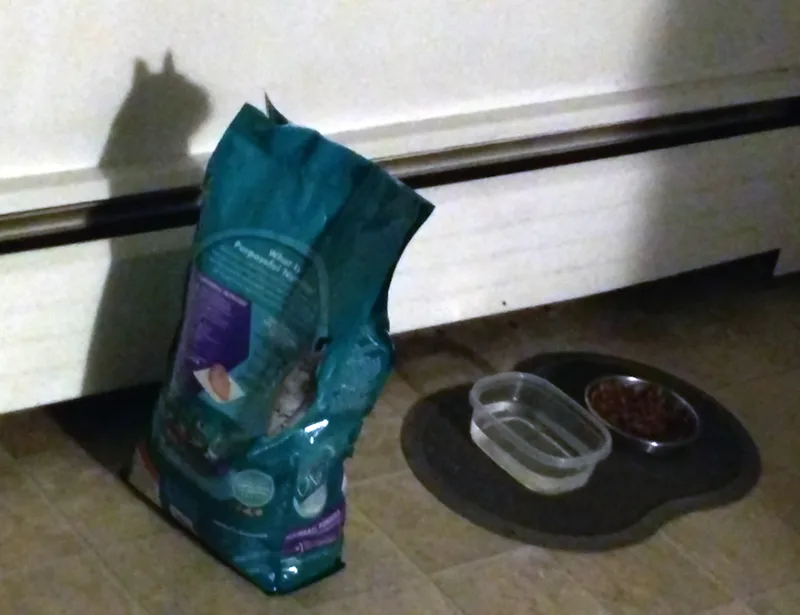 shadow meme