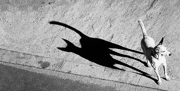 shadow meme