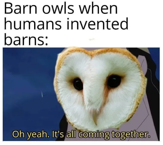 owl meme