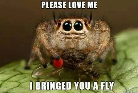 spider meme