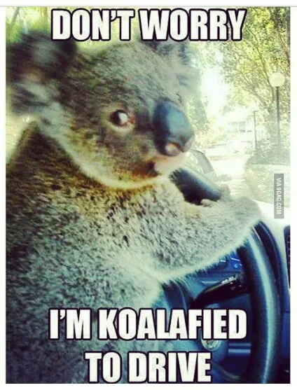 koala meme