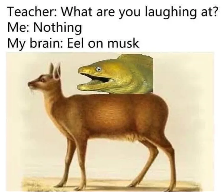 Elon Musk meme