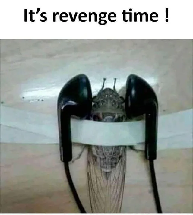 cicada meme