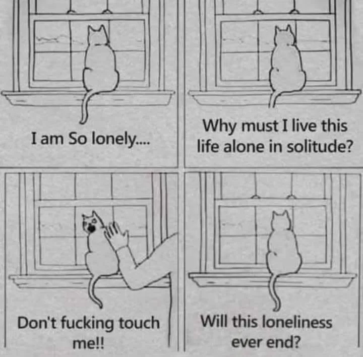 cat meme