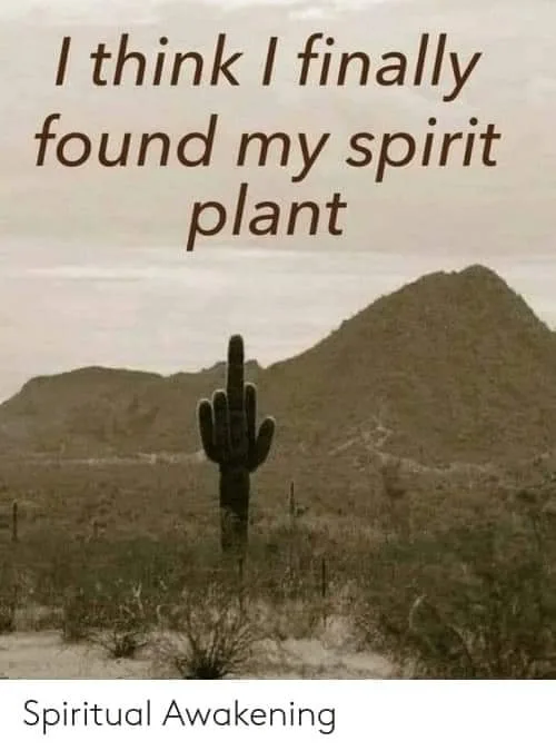 cactus meme