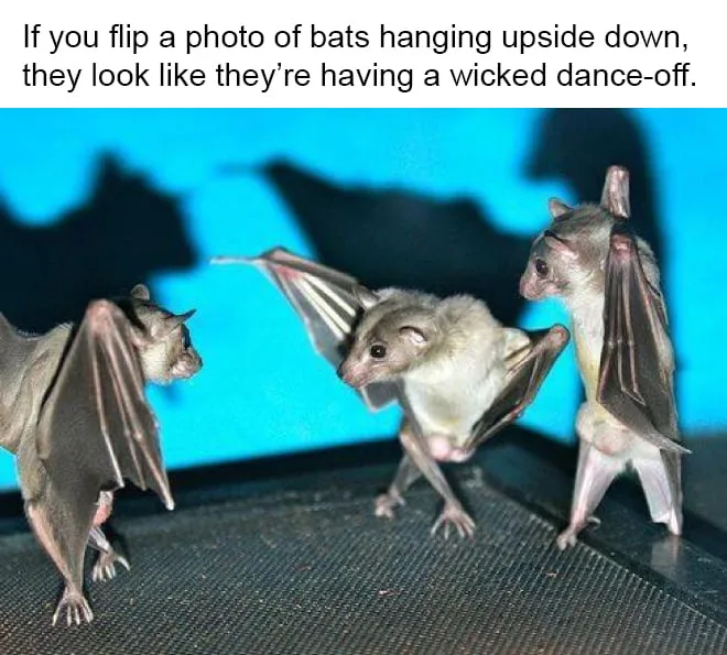 bat meme