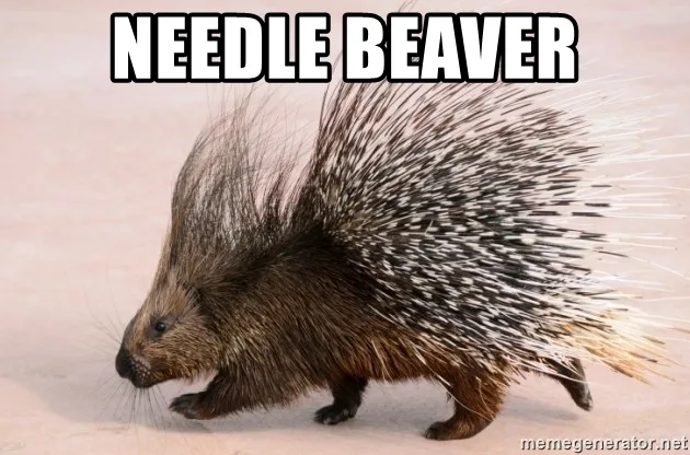 porcupine meme