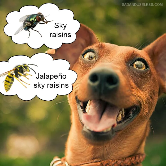 wasp meme