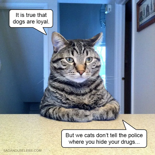 cat meme