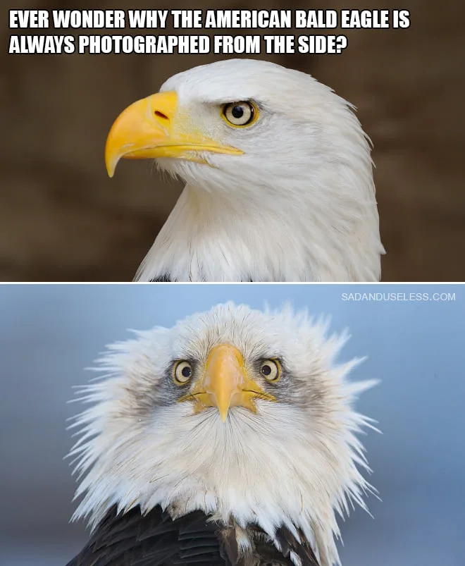 bald eagle meme
