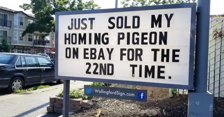 homing pigeon meme
