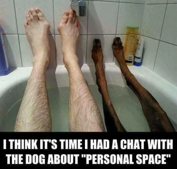 dog owner meme