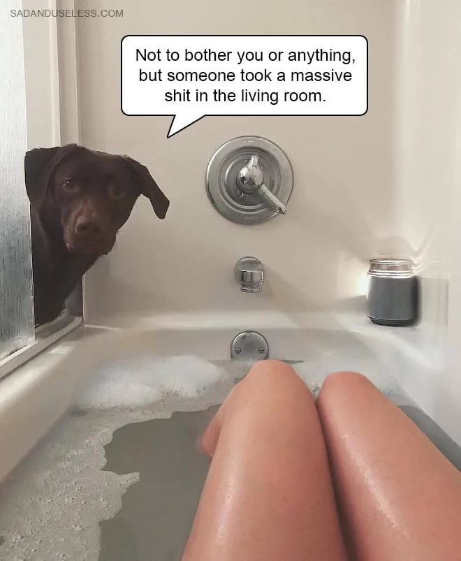 dog owner meme
