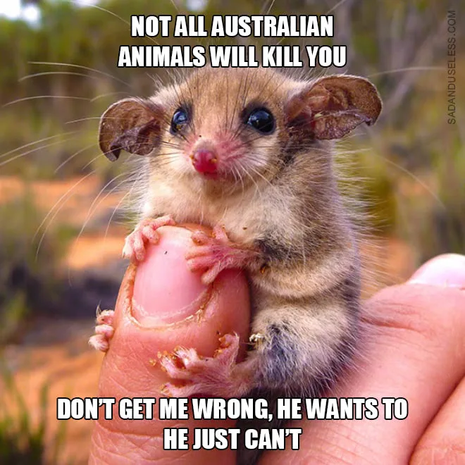 Australia meme