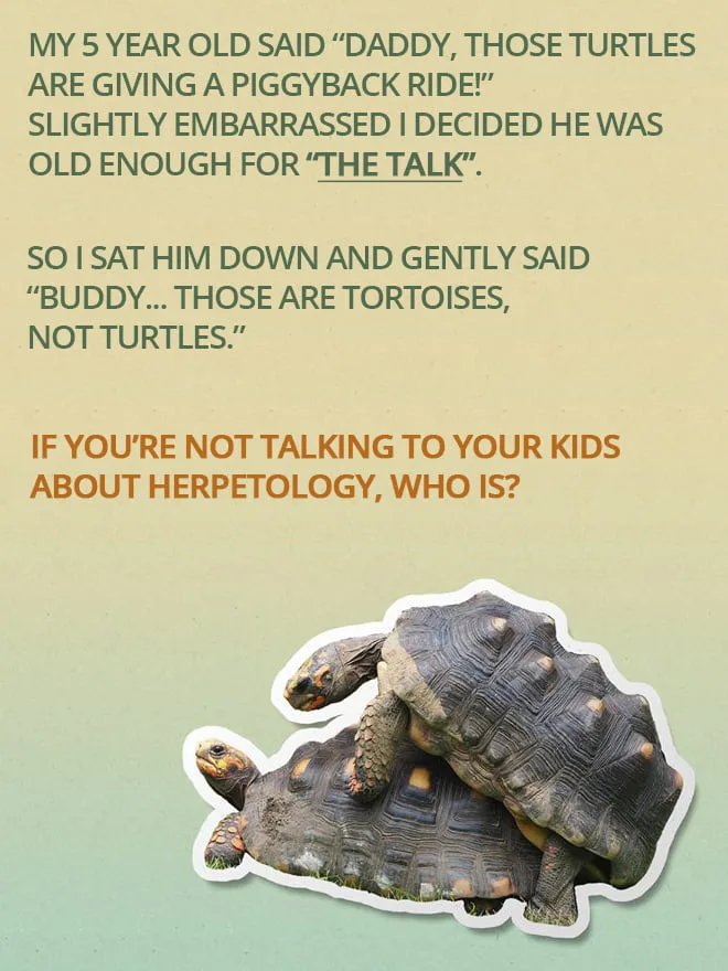 turtle meme