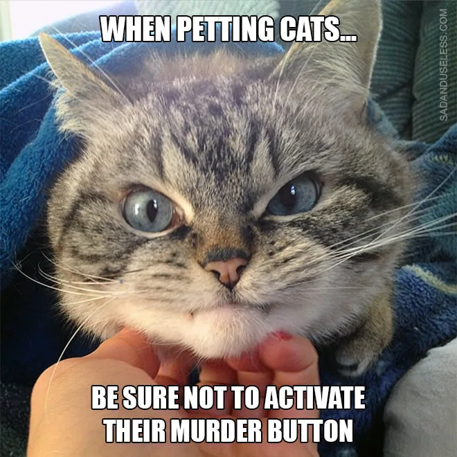 cat meme