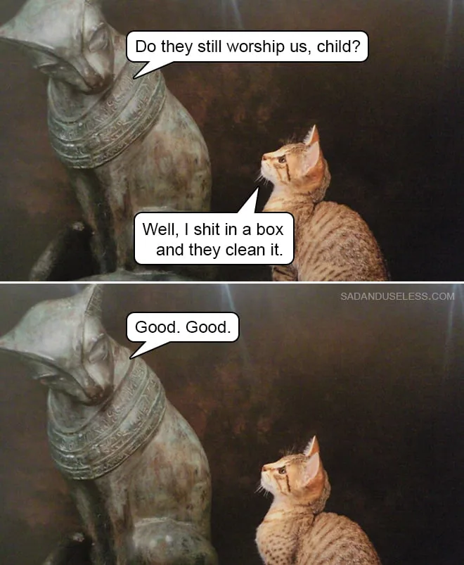 cat meme
