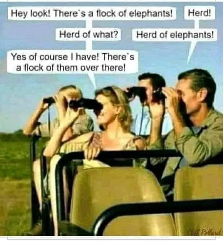safari meme