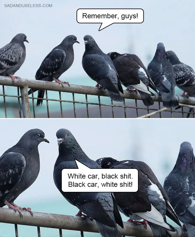 pigeon meme
