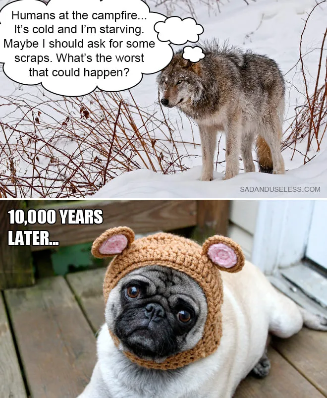 wolf meme