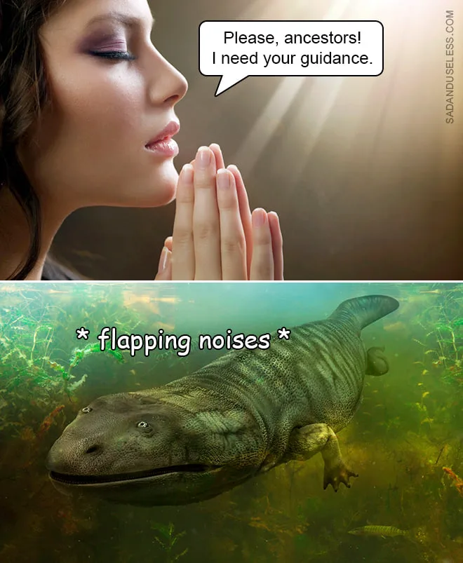 evolution meme