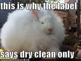 dry cleaner meme