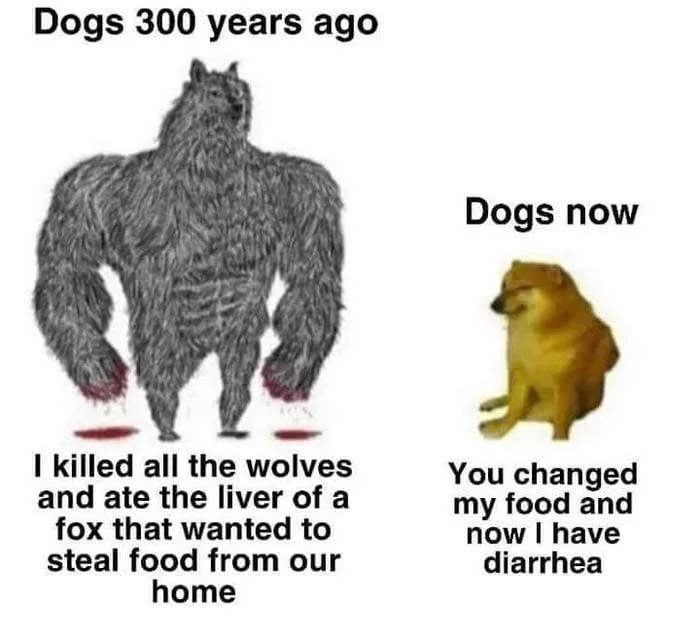 wolf meme