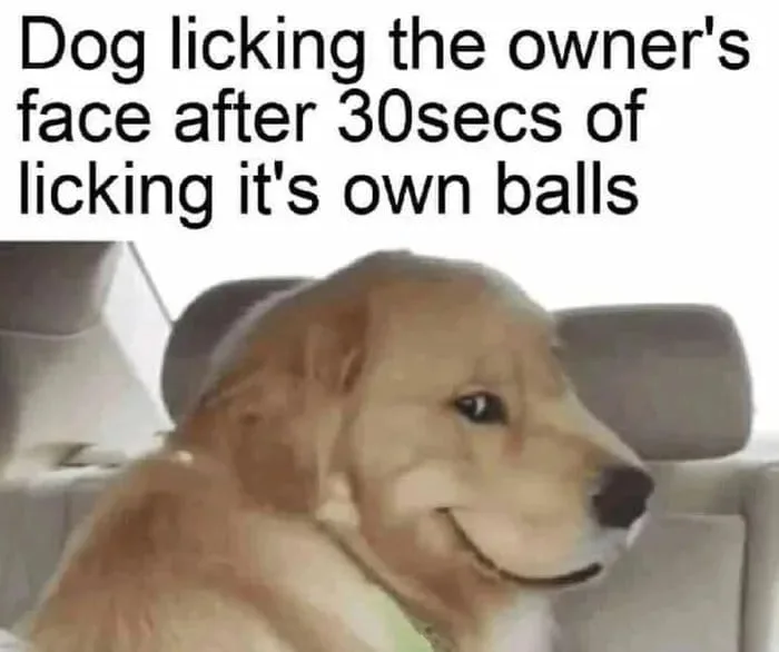 dog meme