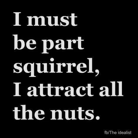 squirrel meme